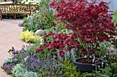 ACER IN CONTAINER IN MIXED BORDER.