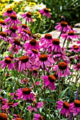 ECHINACEA PURPUREA