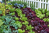 VEGETABLE GARDEN