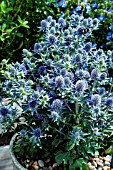 ERYNGIUM PLANUM BLUE HOBBIT