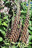 DIGITALIS PARVIFLORA MILK CHOCOLATE