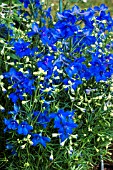 DELPHINIUM GRANDIFLORUM SUMMER NIGHTS