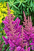 ASTILBE VISION IN RED