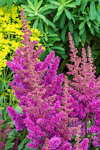 ASTILBE_VISION_IN_RED