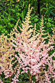 ASTILBE ERICA