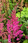 ASTILBE MAGGIE DALEY