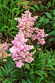 ASTILBE NIKKI