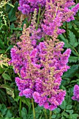 ASTILBE CHINENSIS VISIONS