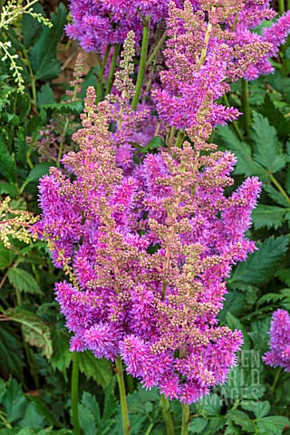 ASTILBE_CHINENSIS_VISIONS