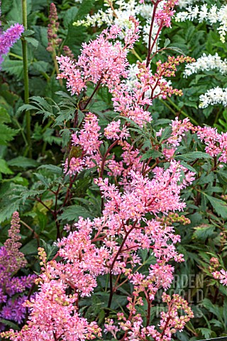 ASTILBE_LOLLIPOP