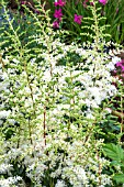 ASTILBE ANGEL WINGS