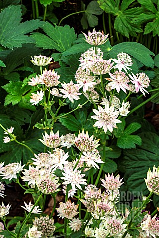 ASTRANTIA_WARREN_HILLS