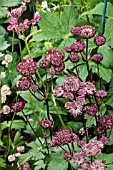 ASTRANTIA MAJOR STAR OF FIRE