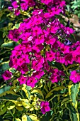 PHLOX PANICULATA GOLDMINE