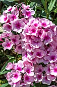 PHLOX PANICULATA BRIGHTEYES