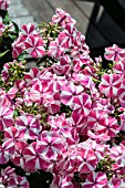 PHLOX PANICULATA PEPPERMINT TWIST