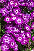 PHLOX PANICULTA LAURA