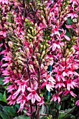 LOBELIA QUEEN PINK