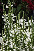 PHYSOSTEGIA CRYSTAL PEEK WHITE