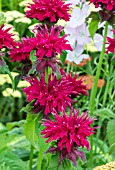 MONARDA FIREBALL