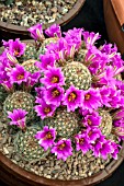 MAMMILLARIA MICROCARPA