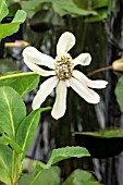 ANEMOPSIS CALIFORNICA