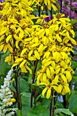 LIGULARIA LANTERNCHEN