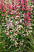 AGASTACHE SUMMER GLOW