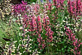 AGASTACHE SUMMER GLOW AND SUMMER FIESTA