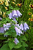 CAMPANULA SWANNABLES