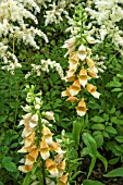 DIGITALIS SPICE ISLAND