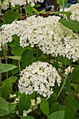 HYDRANGEA ARBORESCENS GRANDIFLORA