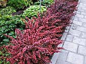 HEDGE OF BERBERIS THUNBERGII GOLDEN RING