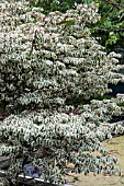 CORNUS KOUSA SNOWBOY