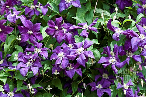 CLEMATIS_AOTEAROA