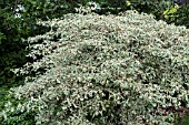 CORNUS ALTERNIFOLIA ARGENTEA