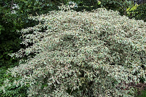 CORNUS_ALTERNIFOLIA_ARGENTEA