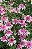 ECHINACEA PURPUREA PINK SORBET