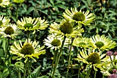 ECHINACEA PURPUREA GREEN JEWEL