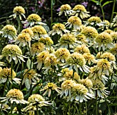 ECHINACEA PURPUREA COUPE SOLEIL