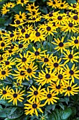 RUDBECKIA FULGIDA LITTLE GOLDSTAR