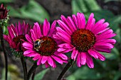 ECHINACEA PURPUREA FATAL ATTRACTION