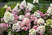 HYDRANGEA PANICULATA SUNDAE FRAISE