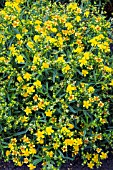 HYPERICUM KALMIANUM SUNNY BOULEVARDE