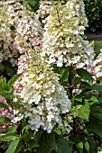 HYDRANGEA PANICULATA CANDLELIGHT