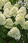 HYDRANGEA PANICULATA LIMELIGHT