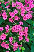 PHLOX EARLY HOT PINK