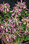 LONICERA PERICLYMENUM CHIC & CHOC