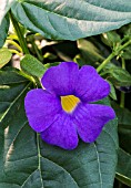 THUNBERGIA BALLISCOMBEI