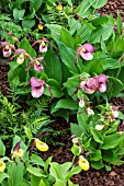 CYPRIPEDIUM GARDEN ORCHIDS REGINA PUEBLO KENTUCKY PINK BLUSH